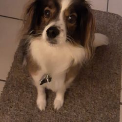 VIP Petcare Wellness Center - This is Mr doc he's a mixed Papillon