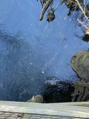 Fanning Springs State Park by null