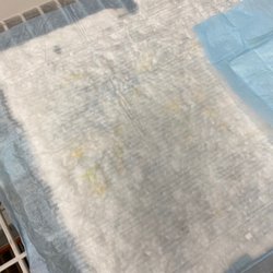Concentra Medical Center - Piddle pad with DRIED urine all over it. In addition to wet urine look
