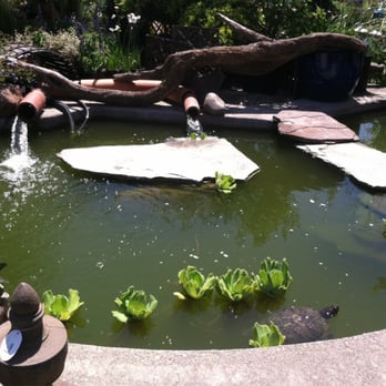 Orchard Nursery - Little decorative pond with a turtle friend - Nurseries & Gardening Near Me - Lafayette, California Orchard Nursery - Little decorative pond with a turtle friend - Nurseries & Gardening Near Me - Lafayette, California