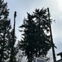 Photo of Pacific Tree Services