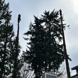 Pacific Tree Services
