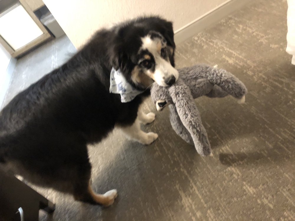 DONE RIGHT DOG GROOMING 42 Photos Pet Groomers 1030 Aston Cir