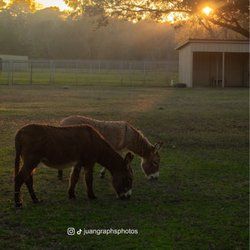 Wildlife Habitat - War Memorials' donkeys.