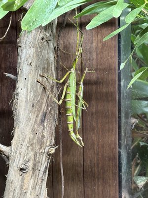 Auckland Zoo by null