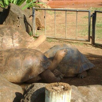 Honolulu Zoo - First time seeing these beautiful tortoise. - Zoos Near Me - Honolulu, Hawaii