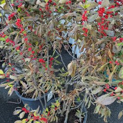 Geerlings Garden, Gift, & Patio