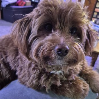 PetSmart - Before1 - Pet Training Near Me - Washington, DC, District of Columbia
