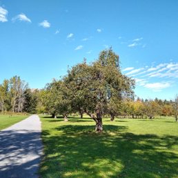 Apple trees