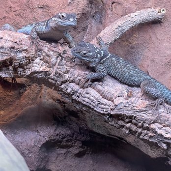 Snake Discovery A Reptile Experience - Zoos Near Me - Saint Paul, Minnesota Snake Discovery A Reptile Experience - Zoos Near Me - Saint Paul, Minnesota