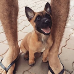 DogWorx - Dog Training Savannah - Our puppy training produces not only well mannered pups, but results that last a lifetime!