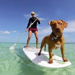 Flow and Paddle - SUP & PUP day!! Woof Woof Hoooray
