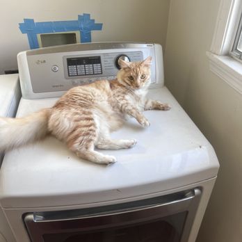 Clunch Appliance Repair - We will make sure to entertain your pets and fix your appliances.. - Appliances & Repair Near Me - Santa Clara, California Clunch Appliance Repair - We will make sure to entertain your pets and fix your appliances.. - Appliances & Repair Near Me - Santa Clara, California