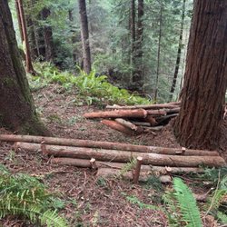 Mother Nature's Little Helpers - Natural dam to help redirect water flow