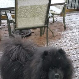 Little bear Little bear