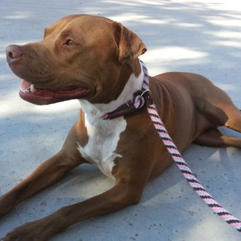 All Dogs Training - My Nala - Pet Training Near Me