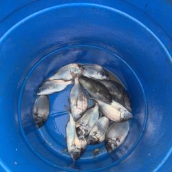 Sunbeam Fleet - Delicious fish fry porgies and sea bass