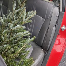 Our little Christmas tree from Ivy's. They're very friendly and helpful, and brought Christmas cheer!