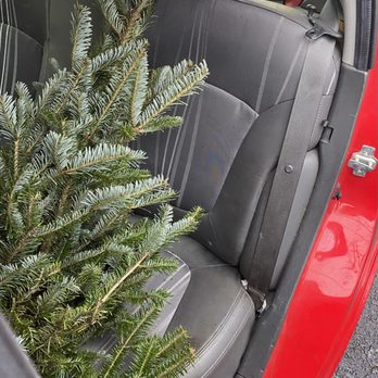 Ivy's Christmas Trees - Our little Christmas tree from Ivy's. They're very friendly and helpful, and brought Christmas cheer! - Christmas Trees Near Me - Chicago, Illinois