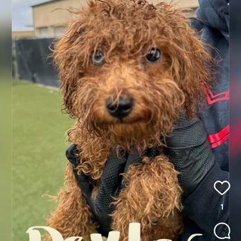 Emily Scott - Dexter after a little swim - Pet Training Near Me