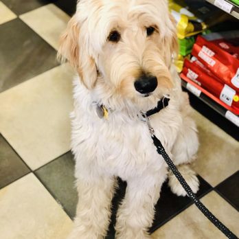 Mud Bay - Just sitting and being a good boy! - Pet Stores Near Me - Seattle, Washington