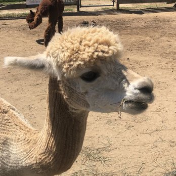 Island Alpaca - Knitting Supplies Near Me - Oak Bluffs, Massachusetts
