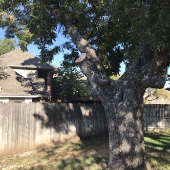 Wise Tree Care - Tree Services Near Me - Bedford, Texas Wise Tree Care - Tree Services Near Me - Bedford, Texas