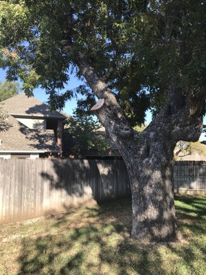 WISE TREE CARE - Updated June 2026 - 20 Photos & 29 Reviews - 1600 ...