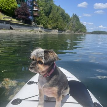 Honest to Dog - Here's the groomed beauty! - Pet Groomers Near Me - Anchorage, Alaska Honest to Dog - Here's the groomed beauty! - Pet Groomers Near Me - Anchorage, Alaska