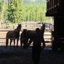 Photo of Cedarwood Equine