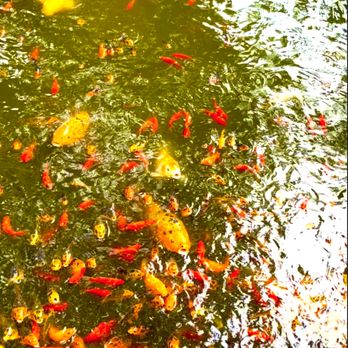 Byodo-In Temple - Buddhist Temples Near Me - Kaneohe, Hawaii