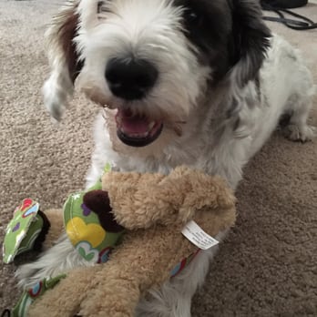 Apollo North Animal Hospital - Oreo loves his free first time customer toy :) Thanks Apollo! - Veterinarians Near Me - Glendale, Arizona Apollo North Animal Hospital - Oreo loves his free first time customer toy :) Thanks Apollo! - Veterinarians Near Me - Glendale, Arizona