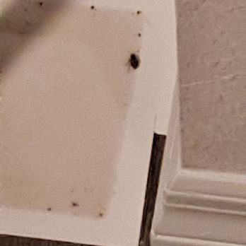 Lilac Pointe - Bugs and babies on Orkin pad - Apartments Near Me - Davenport, Florida Lilac Pointe - Bugs and babies on Orkin pad - Apartments Near Me - Davenport, Florida