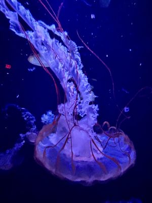 ABQ BioPark Aquarium by null
