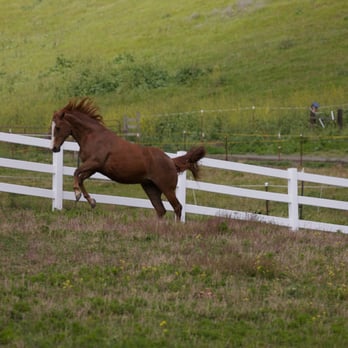 Hossmoor - Cavorting in a big turnout! - Horse Boarding Near Me - Briones, California