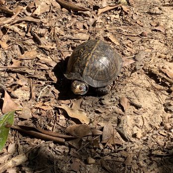 Dothan Forever Wild Trails - Hiking Near Me - Dothan, Alabama