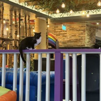 Kitty Cafe - Cafes Near Me - Leeds, XWY Kitty Cafe - Cafes Near Me - Leeds, XWY