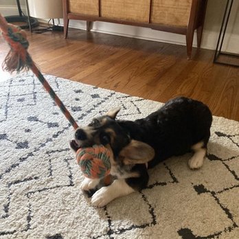 Chicago Pet Sitters - Dog Walkers Near Me Chicago Pet Sitters - Dog Walkers Near Me