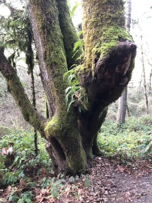 Willapa National Wildlife Refuge by null