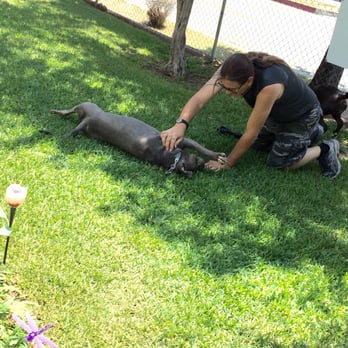 Eggers Dog Training - Pet Training Near Me Eggers Dog Training - Pet Training Near Me