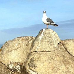Deep Water Songs - Lovers Point, Pacific Grove
