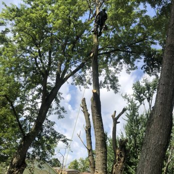 Tree Force One - Mulberry removal over fence - Tree Services Near Me - Blue Ash, Ohio Tree Force One - Mulberry removal over fence - Tree Services Near Me - Blue Ash, Ohio