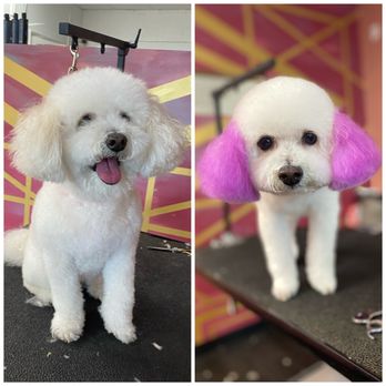The CosmoPawlitan - A pop of color for this cutie - Pet Groomers Near Me - Virginia Beach, Virginia The CosmoPawlitan - A pop of color for this cutie - Pet Groomers Near Me - Virginia Beach, Virginia
