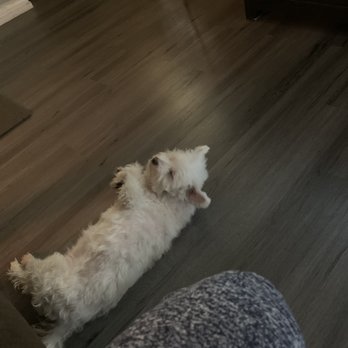 A.X.D Solutions - My dog loves the floor . - Flooring Near Me A.X.D Solutions - My dog loves the floor . - Flooring Near Me