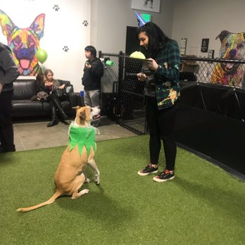 Dogworxx - Pet Sitting Near Me - Tacoma, Washington Dogworxx - Pet Sitting Near Me - Tacoma, Washington