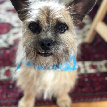 Pampered Canine - Marvin - Pet Stores Near Me - Saint Louis, Missouri
