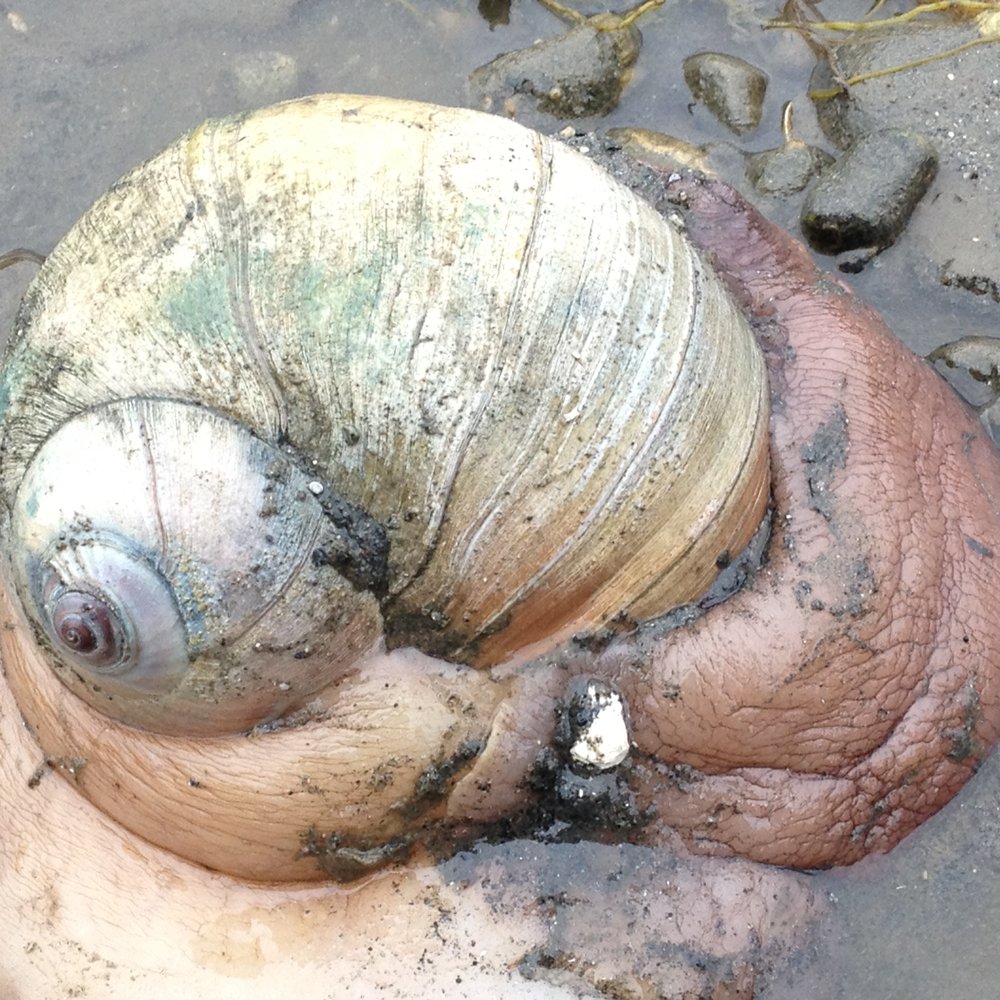 Low tide creatures: Moon snail Low tide creatures: Moon snail