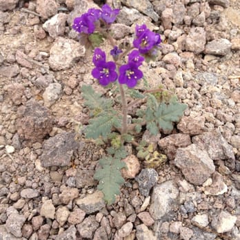 Amargosa Trail - Hiking Near Me - Henderson, Nevada Amargosa Trail - Hiking Near Me - Henderson, Nevada