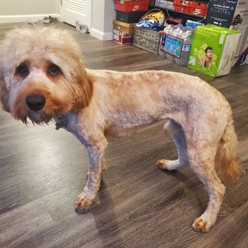 Paws Palace - Patchy and some completely shaven spots - Pet Groomers Near Me - Santa Clara, California