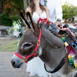 The Windmill Winery - The "beer burro" for the guests while we were away taking pictures